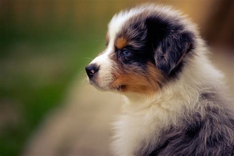 Download Baby Animal Australian Shepherd Dog Animal Puppy 4k Ultra Hd