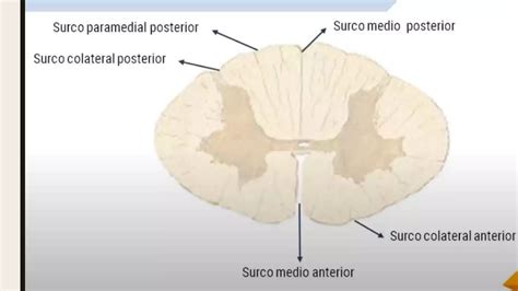 Medula Espinal Ppt