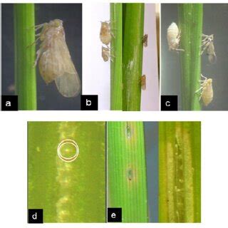 major insect pests  paddy crop   management