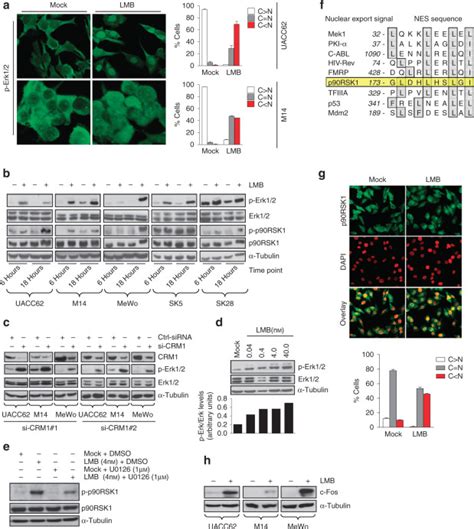 Inhibition Of Crm1 Mediated Nucleocytoplasmic Transport Triggering