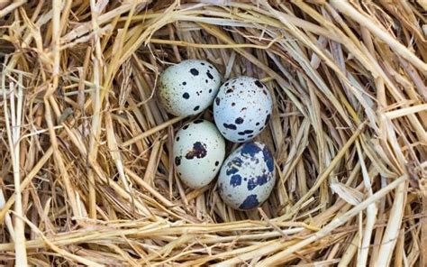 Do Quails Need Nesting Boxes Learnpoultry