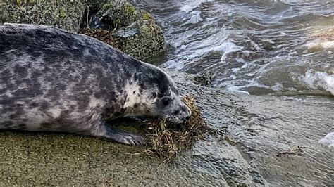 Friedrichskoog Erste Kegelrobben Ausgewildert Ndr De