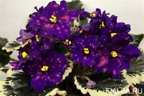 Фиалка ВаТ-Звездочет