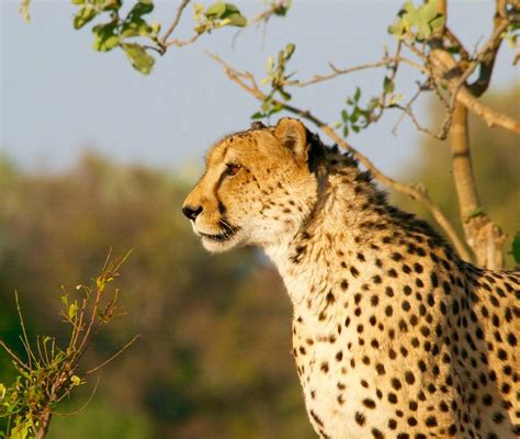 Masai Mara Animals: Check what Animals to Spot on Safari - TourRadar