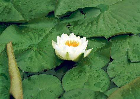 Лотосы и лилии / Lotuses and lilies HD Foto (72 фото) » Картины ...