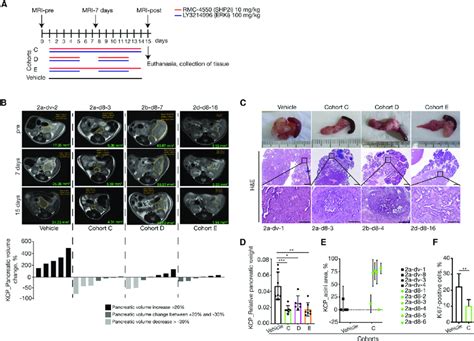 In Vivo Assessment Of Optimal Treatment Regimen In An Endogenous Murine