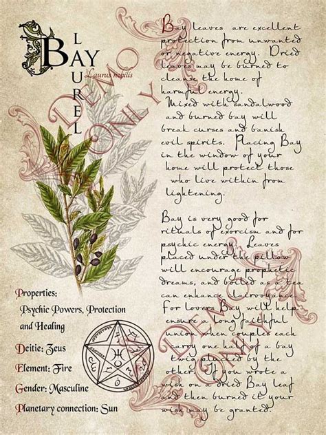 Grimoire Spell Herbs And Book Of Shadows Pages Practical Magic The