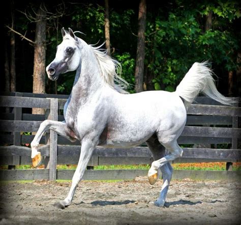 1000+ images about Famous Arabian Stallions on Pinterest | English ...