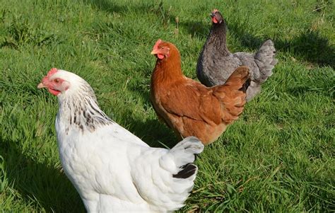 Comment Reconna Tre Une Poule Et Un Poulet Tout Savoir