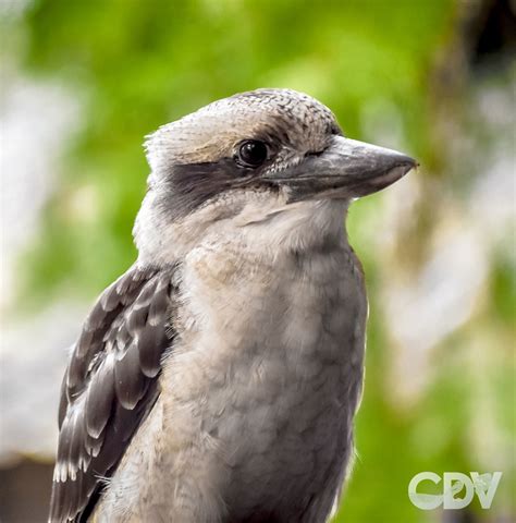 Kookaburra Portrait One Of My Best Kookaburra Shot So Far Cain