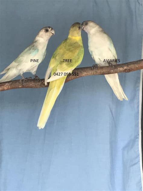 Twenty Eight Parrots Mutations