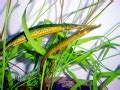 Pipefish OCEAN TREASURES Memorial Library