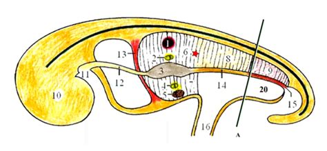 Peritoneal Cavity Schematic View Diagram Quizlet