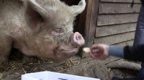 Pigs In The Wood Huddersfield Pig Sanctuary Youtube