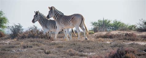 The Quagga Project - L’Ermitage Quagga Lodge