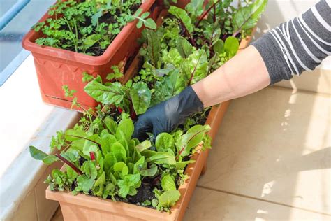 Como Montar Uma Horta Pequena Em Casa Veja Dicas