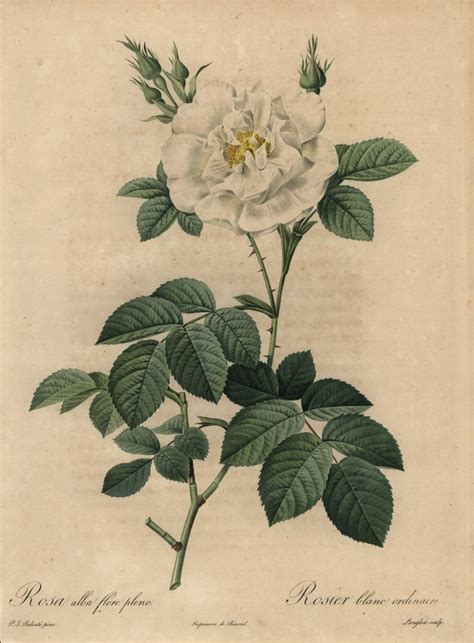 Rosa Alba Flore Plenorosier Blanc Ordinaire