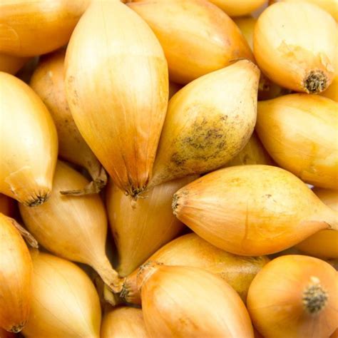 Лук Центурион Фото Описание – Telegraph