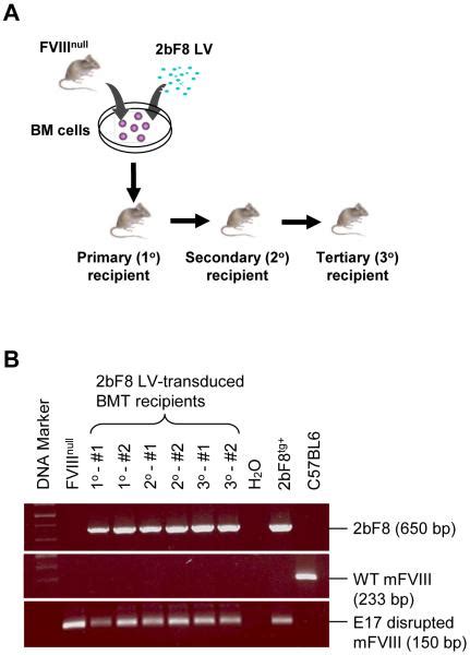 Lentivirus Mediated Platelet Gene Therapy Of Murine Hemophilia A With