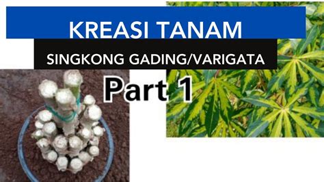 Penemuan Terbaru Kreasi Cara Tanam Singkong Bonsai Singkong Part