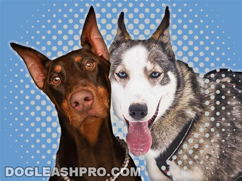 Husky Doberman Mix: Complete Guide - Dog Leash Pro