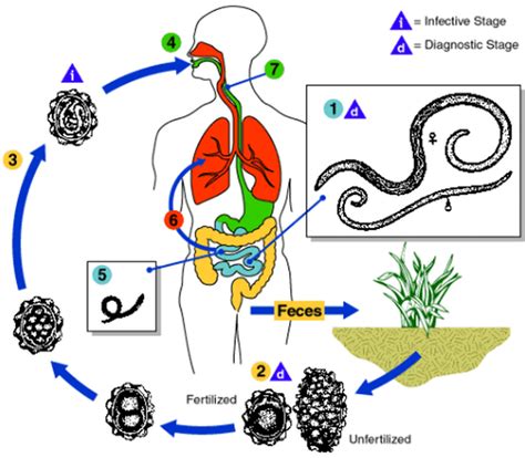 Life Cycle Of Ascaris Lumbricoides Medizzy