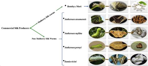 A Schematic Diagram Representing Five Different Types Of Commercially