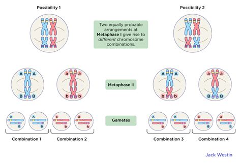 genetics   genes      outcomes