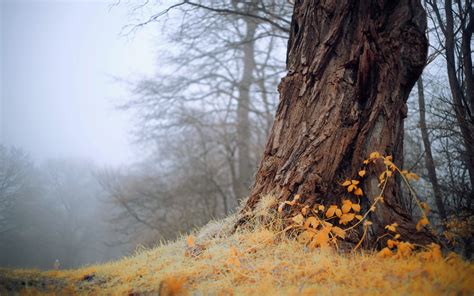 Bark Of Tree Fog Trees Trunk Tree Hd Wallpaper Rare Gallery