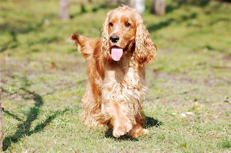 English Cocker Spaniel Dog Breed Characteristics And Care