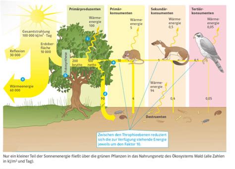 Blatt Energie Im Kosystem Karteikarten Quizlet