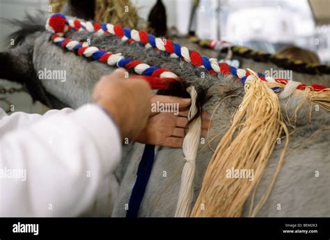 Horse mane braiding hi-res stock photography and images - Alamy