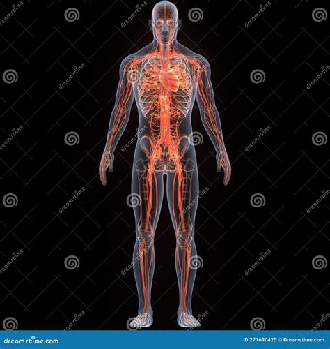 Human Internal Organs Circulatory System Heart Anatomy Stock