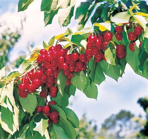 With a Cherry on Top - Completehome