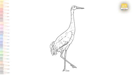 Sandhill Crane Drawing Crane Drawing Tutorials How To Draw Sandhill