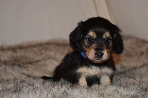 Long Hair Black Cream Miniature Dachshund Dachshund Puppies For