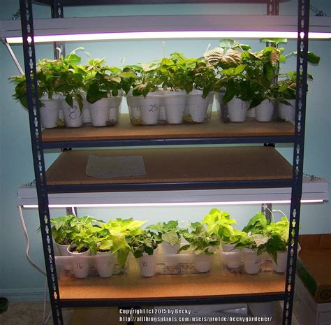 Create Your Own Grow Light Shelving Unit