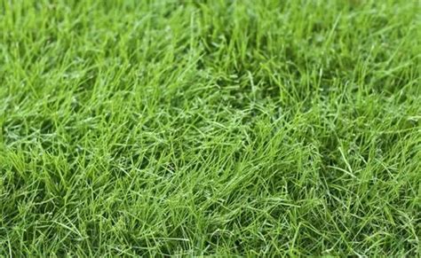 Shade Tolerant Grass at best price in Chennai by K S Garden | ID ...