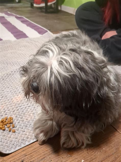 grasshopper club logan square chicago dispensary 3