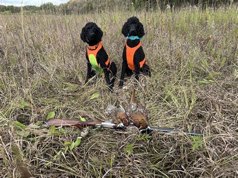 Newman's Hunting Poodles | Chatfield MN