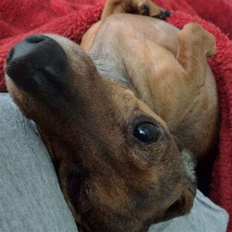 My one and only! | Animals, Dogs, One and only