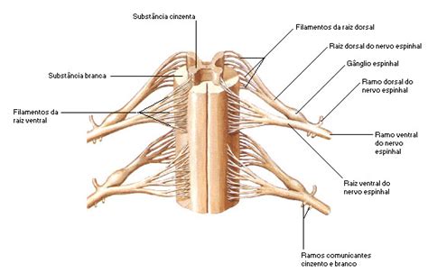 Medula Espinhal O Que É - Conceito de Medula Espinhal «Definição e o que é»
