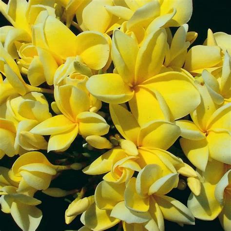 Frangipani Darwin Yellow