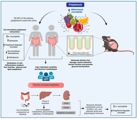 Ijms Free Full Text Polyphenols As Drivers Of A Homeostatic Gut