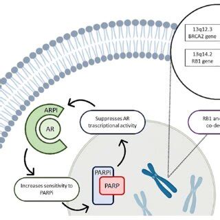 Three Fold Rational Of Co Inhibiting Ar And Parp Regardless Of Ddr