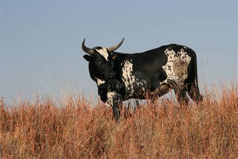 Nguni Bull Stock Image Image Of Patterned Farm Grass 6436383