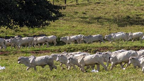 Boi Gordo Expectativas de Alta nos Preços em 2024 e Cotações