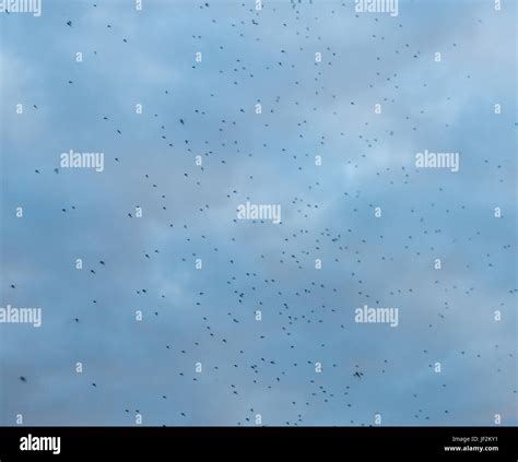 Gnat Swarm Hi Res Stock Photography And Images Alamy