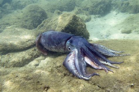 Giant Squid Stock Image - Image: 18236821