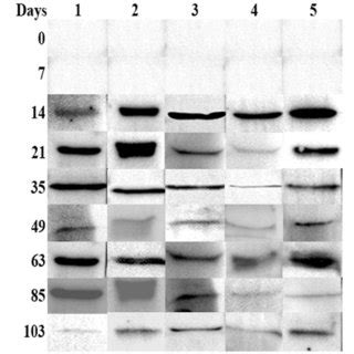 Pdf Recombinant Cold Shock Domain Containing Protein Is A Potential